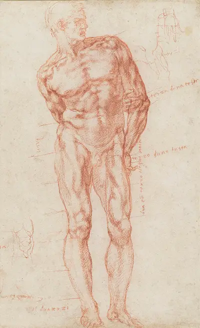 A Male with Proportions Indicated Michelangelo